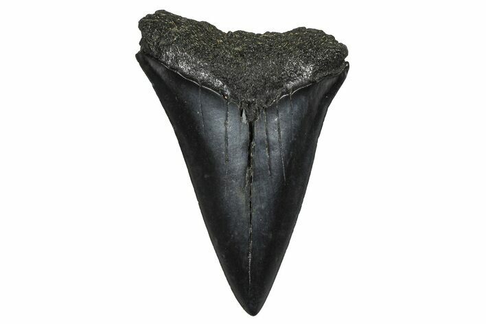 Fossil Broad-Toothed Mako Tooth - South Carolina #374796